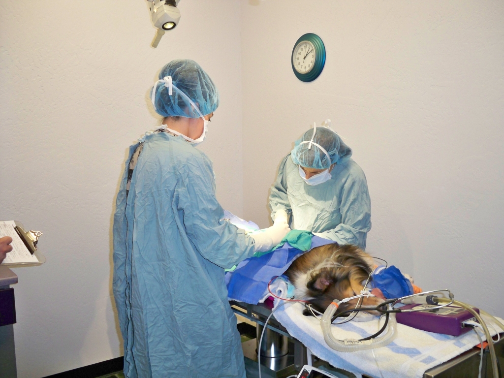 Picture of dog in surgery